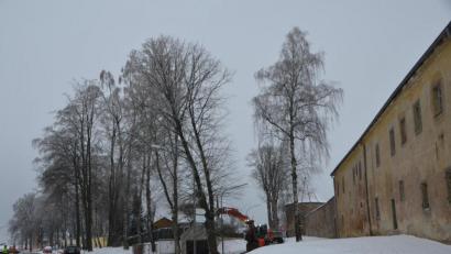 Bild: dob
Mithilfe hydraulischer Kraft wird der abgesägte Ahornbaum in die richtige Fällbahn gelenkt.