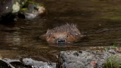 Archivbild: tr
Ein Biber schwimmt im Wasser, also ist er doch sozusagen ein Fisch und darf damit in der Fastenzeit gegessen werden. Der Biber ernähre sich alleine von Fisch, ist ein weiteres Argument für Biber-Braten.