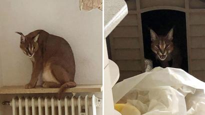 Bild: Polizeiinspektion Weiden
In der Küche der Weidenerin entdeckten die Beamten einen ausgewachsenen Wüstenluchs.