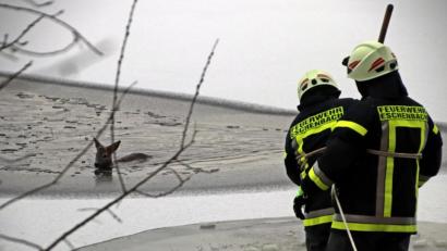 Bild: jma
Zwei Mitglieder der Feuerwehr Eschenbach versuchten an das Tier zu kommen.