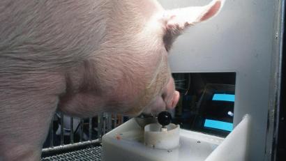 Bild: Eston Martz/dpa
Ein Yorkshire-Schwein am Joystick. Schweine können einer neuen Untersuchung zufolge damit problemlos Computerspiele bedienen.