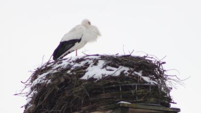 Bild: Mardanow
In Altendorf hat sich der Storch eingefunden.