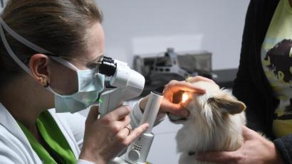 Bild: Gabi Schönberger
Tierärztin Dr. Anna Webel untersucht das Auge von Chihuahua Nuka mit der Handspaltlampe.