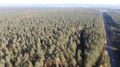Bild: Gustl Beer
Die Bürger haben entschieden: Der Wald im Weidener Westen wird nicht großflächig ausgedünnt.