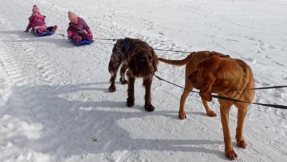Bild: soj
Deutsch Langhaar Basko und Bloodhound Willi geben sich Mühe: Den beiden Kraftpaketen macht es sichtlich Spaß, die Schlitten von Lisa und Sarah durch die weiße Winterlandschaft zu ziehen.