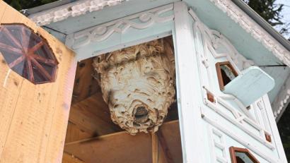 Bild: gf
Hornissen haben sich im Taubenhaus von Willi Graf aus Karmensölden eingenistet.