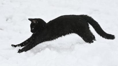 Symbolbild: Patrick Pleul/dpa
So wie dieses Tier soll der in Döllnitz (Leuchtenberg) verschwundene Kater aussehen: schwarzes Fell mit weißen Zehen an den Hinterpfoten.