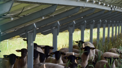 Bild: Gemeinde Ursensollen/exb
Vielleicht grasen auch unter den Modulen der Freiflächen-Photovoltaikanlage bei Wappersdorf einmal Schafe. Der Gemeinderat Ursensollen hat das Projekt genehmigt.