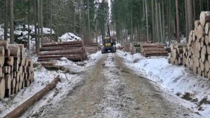 Bild: jma
Für das Holz, das momentan im Bereich der Hohen Tanne eingeschlagen wird, lässt sich momentan auf dem Markt ein guter Preis erzielen.
