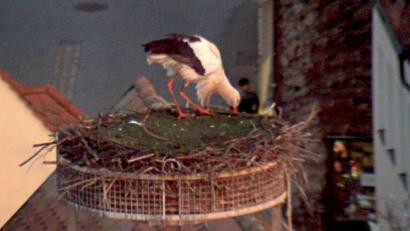 Bild: Webcam Stadt Weiden
Am Donnerstag, 18. Februar, erwacht der Storch das erste Mal in diesem Jahr wieder im Horst auf dem Alten Schulhaus in Weiden.