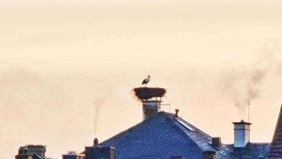 Bild: Jennifer Müller/exb
Der Storch hat den Horst auf dem ehemaligen Amtsgerichtgebäude bezogen.