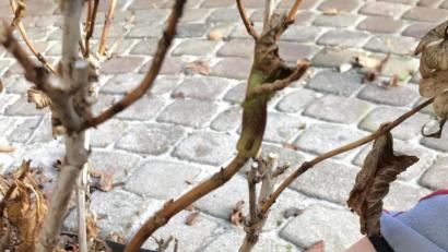 Bild: ero
So schneidet man die Bauernhortensien, damit sie im Spätsommer...