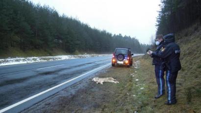 Bild: ca
Die Polizei am Unfallort. Innerhalb weniger Tage sind im Bereich Mantel, Hütten, Kaltenbrunn zwei Wölfe nach Autounfällen verendet.