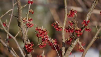 Bild: gis
Die Zaubernuss versprüht ihren Charme.