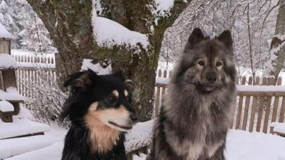 Bild: Silke Zettlmeißl/exb
Viel passiert gerade nicht in Sachen Schule. Silke Zettlmeißl hat dem Bild ihrer Schulhunde Moses (links) und Bayu deshalb den Titel „Wir würden gern’ wieder in die Schule gehen...“ gegeben.