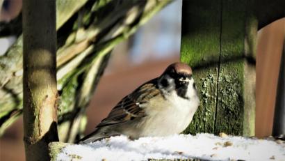 Bild: ubb
Zum zweiten Mal in Folge ist der Feldspatz im Landkreis Tirschenreuth der Vogel, der sich am häufigsten in den heimischen Gärten tummelt.