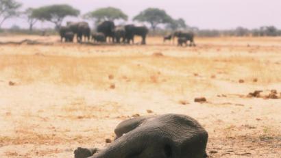 Bild: dpa/AP
Dürrekatastrophen betreffen nicht nur die Tierwelt, wie hier im Hwange-Nationalpark in Simbabwe. Der Klimawandel verstärkt solche Phänomene.