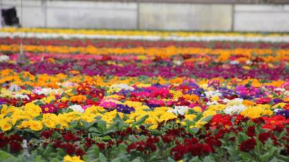 Archivbild: kro
Wer einen eigenen Garten hat, kann Pflanzen ab 1. März wieder in den Gärtnereien kaufen - in Bayerns stehen leichte Corona-Lockerungen an.