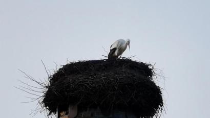 Bild: gz
Der Storchenhorst am Kamin des Kommunbrauhauses ist wieder besetzt.