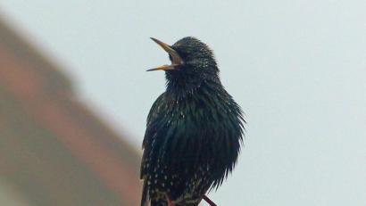 Bild: Andreas Royer
Der Star ist aus seinem Winterquartier zurück.