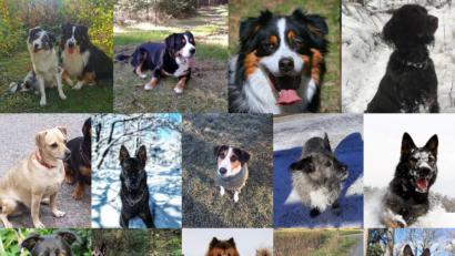 Bild[M]: Eva Faulhaber/exb
Diese Hunde haben bei einer Aktion am vergangenen Wochenende 1665 Euro für Krummennaaber Betriebe beim Gassi gehen "erlaufen".