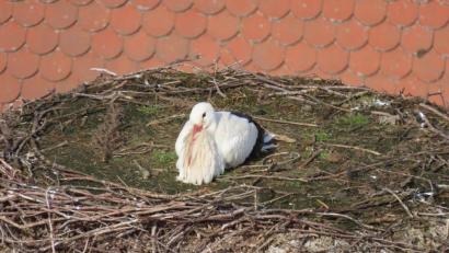Bild: szl
Der Horst auf dem Kamin des Pfarrhofs in Tirschenreuth erschien einem Storchenmann auch heuer als geeigneter Brutplatz.