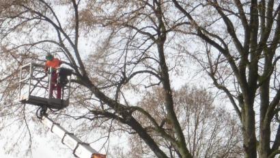 Bild: mad
Pflegearbeiten an den Bäumen in der Oberviechtacher Straße.