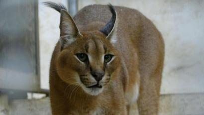 Archivbild: Jörg Beckmann/Tiergarten Nürnberg/dpa/
Die undatierte Aufnahme zeigt den Wüstenluchs „Philipp“ in der Quarantänestation des Tiergartens Nürnberg.