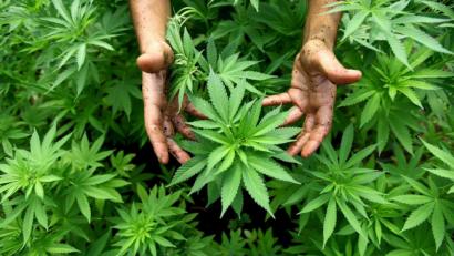 Symbolbild: dpa
Cannabis-Pflanzen, aus denen auch Marihuana hergestellt werden, sind in einer Plantage zu sehen. Am Freitag begann in Weiden ein Prozess gegen einen 35-jährigen Mann, der die Lieferung großer Mengen Drogen nach Deutschland organisiert haben soll.