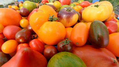 Symbolbild: Holger Hollemann/dpa
Tomaten gibt es nicht nur in der Farbe Rot. Um eine große Vielfalt zu erhalten, zieht Sigrun Steger ihre Pflanzen selbst. 	: