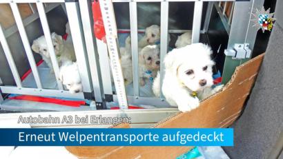 Bild: Polizei Mittelfranken
Bei Kontrollen auf der Autobahn 3 Richtung Würzburg konnte die Polizei 14 Hundewelpen und einen ausgewachsenen Hund sicherstellen. Alle Tiere waren ohne Dokumente unterwegs.