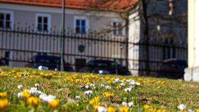 Bild: njn
In den Kirchenfarben gelb und weiß blühen die wilden Krokusse im Kirchenpark. Im Hintergrund das Benefizium mit der Lorettokapelle.