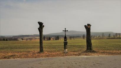 Bild: gz
Die Bäume am Ziererl-Kreuz.