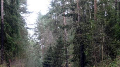 Bild: Gabi Schönberger
Die Stadt Weiden sucht neue Gewerbeflächen. Dieser Wald im Weidener-Westen scheidet zumindest dafür aus.