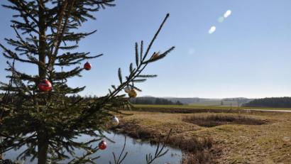 Bild: ws
An der Abzweigung nach Wondreb hat ein Christbaum "überlebt".