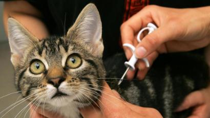 Bild: Ingo Wagner/dpa
Katzen und Hunde werden häufig mit einem Mikrochip gekennzeichnet. Auf ihm ist ein Code gespeichert, der Rückschlüsse auf den Besitzer und die Registrierung des Tieres zulässt.