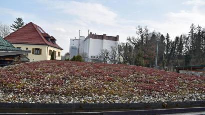 Bild: Andreas Royer
Eine Förderung von Dachbegrünungen könnte sich nach Ansicht der FDP/FWS positiv auf den Umweltschutz in Sulzbach-Rosenberg auswirken.