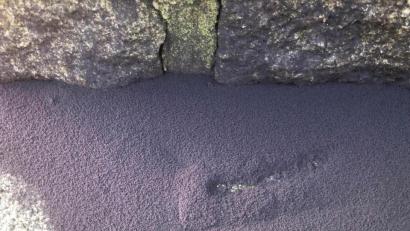 Bild: Roland Pichl
Dieser Fleck lebt: Zig Millionen Gletscherflöhe fühlen sich auf dem Grundstück von Roland Pichl in Flossenbürg besonders wohl.