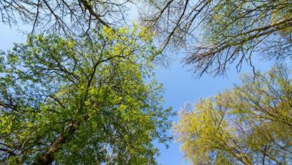 Bild: Christian Pedant - stock.adobe.com
Der Blick auf Bäume macht glücklich.