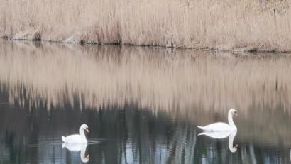 Bild: gz
Die beiden Schwäne werden im Atzmannsee von ihrem eigenen Spiegelbild begleitet.