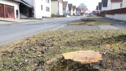 Bild: Gabi Schönberger
In der Gramaustraße haben Bauhofmitarbeiter einige Bäume abgesägt. Dass sorgt im Stadtrat für Diskussionen.