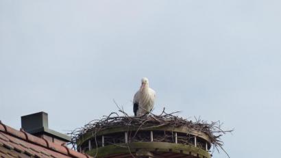 Bild: hme
Stolz präsentiert sich der Storch in Luhe im Nest und blickt über den Marktplatz.