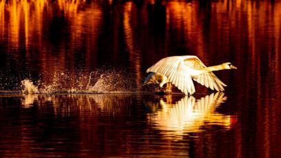 Bild: idu
Ein Schwan legt im Trabitzer Seenland einen Turbostart hin.