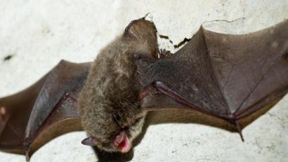 Symbolbild: Patrick Pleul/dpa
Eine Fledermaus.