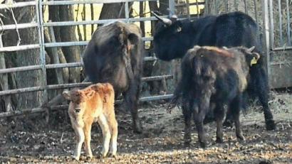 Bild: Rudi Weber/exb
Ein vor wenigen Tagen geborenes Kalb, das noch keine Ohrmarke trägt, am Samstag zusammen mit der Herde am Fang- und Futterstand bei der früheren Pfannmühle. Das Jahr über finden die Tiere genügend zum Fressen, im Winter und jetzt im zeitigen Frühjahr werden sie zusätzlich mit Heu gefüttert. „Die Tiere sind ganz wild auf Brennnessel, die hier reichlich wachsen“, sagt Wolfgang Wiesent.