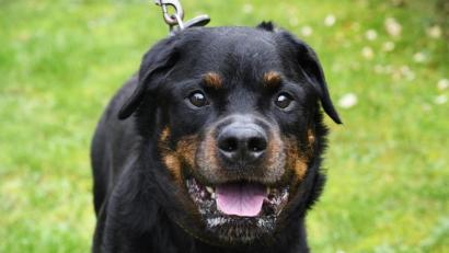 Archivbild: Petra Hartl
Ein Rottweiler ist als Kampfhund der Kategorie 2 eingestuft. Und auch über seine Größe fällt er für gewöhnlich unter die Hundehaltungsverordnung der Stadt Auerbach und ihren Leinenzwang auf öffentlichen Flächen.