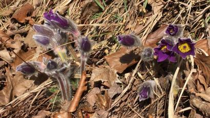 Bild: Andreas Royer
Die Küchenschelle war im Jahr 1996 "Blume des Jahres".