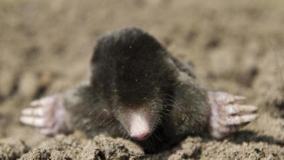 Symbolbild: Patrick Pleul
Ein Maulwurf gräbt sich durch die Erde.