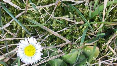 Bild: gis
Gänseblümchen als Vorboten für den Frühling.
