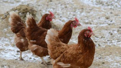Bild: Petra Hartl
Die Vogelgrippe kommt näher. In Weiden muss Geflügel ab sofort in den Ställen bleiben.